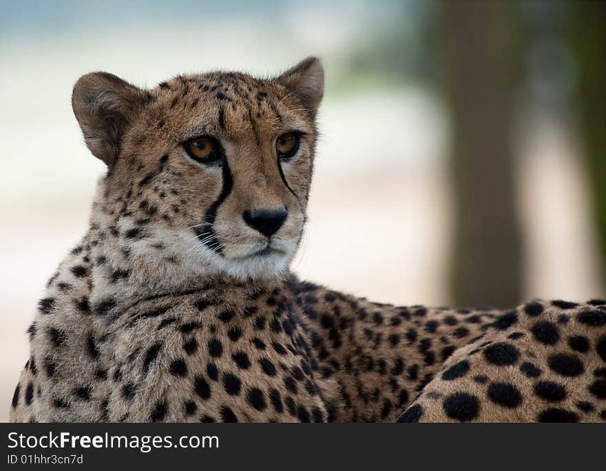 Beautiful African cheetah (Acinonyx jubatus)