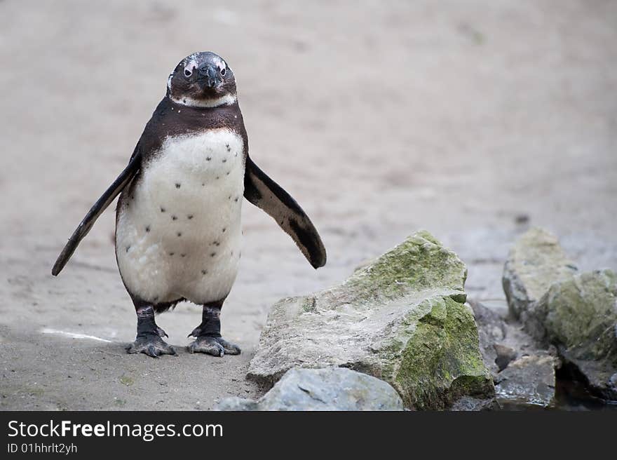 Cute penguin flapping its wings