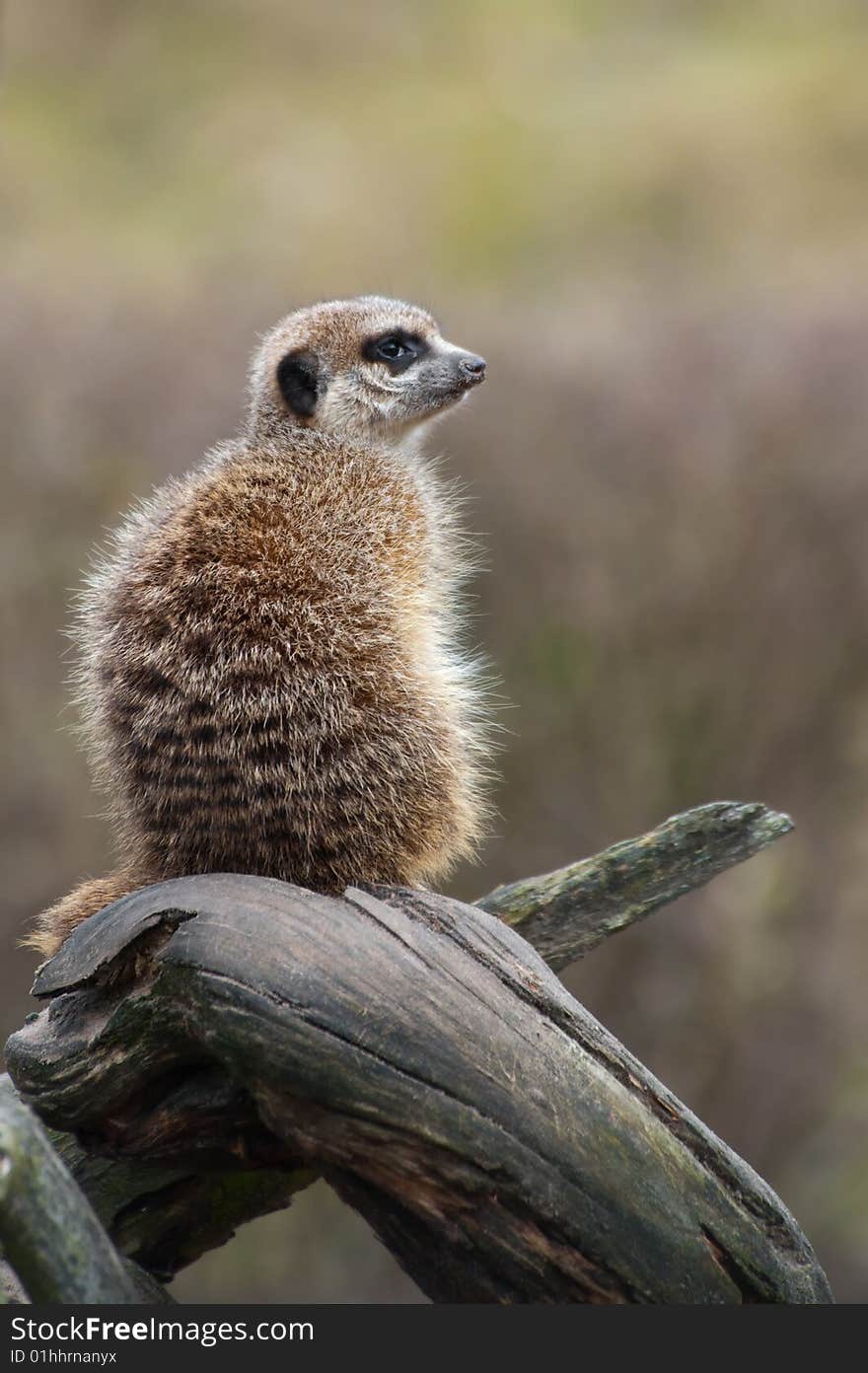 A cute meerkat (Suricata suricatta)