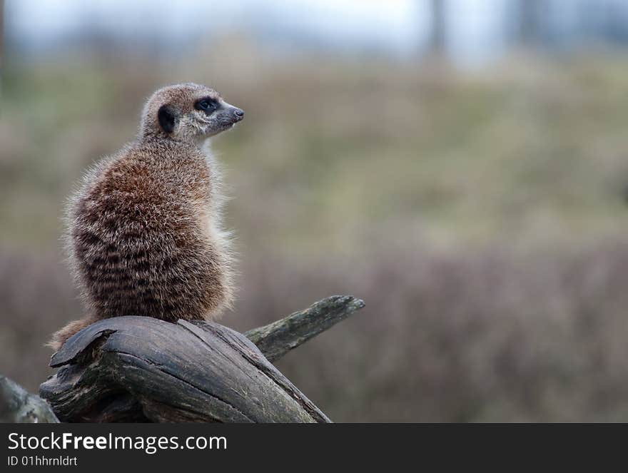 Meerkat (Suricata suricatta)