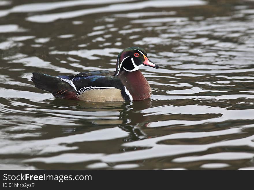 Wood Ducks