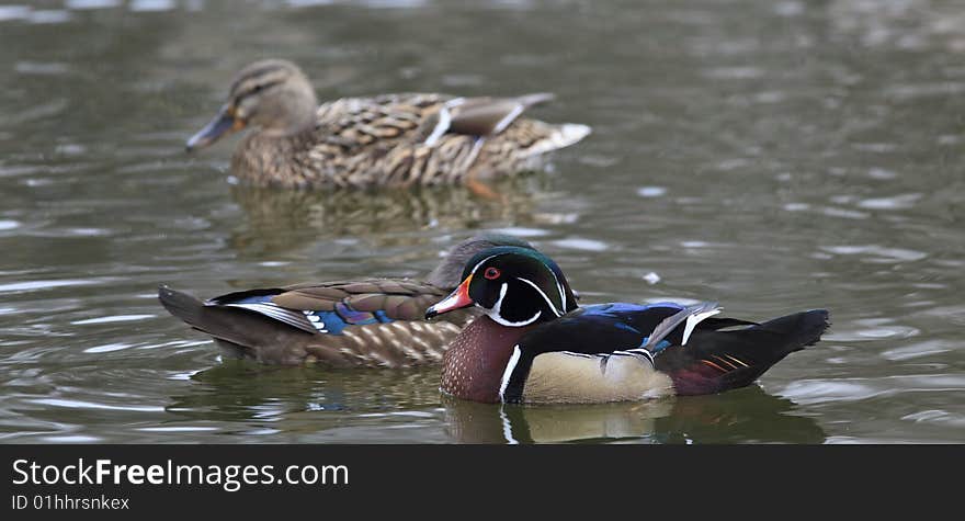 Wood ducks