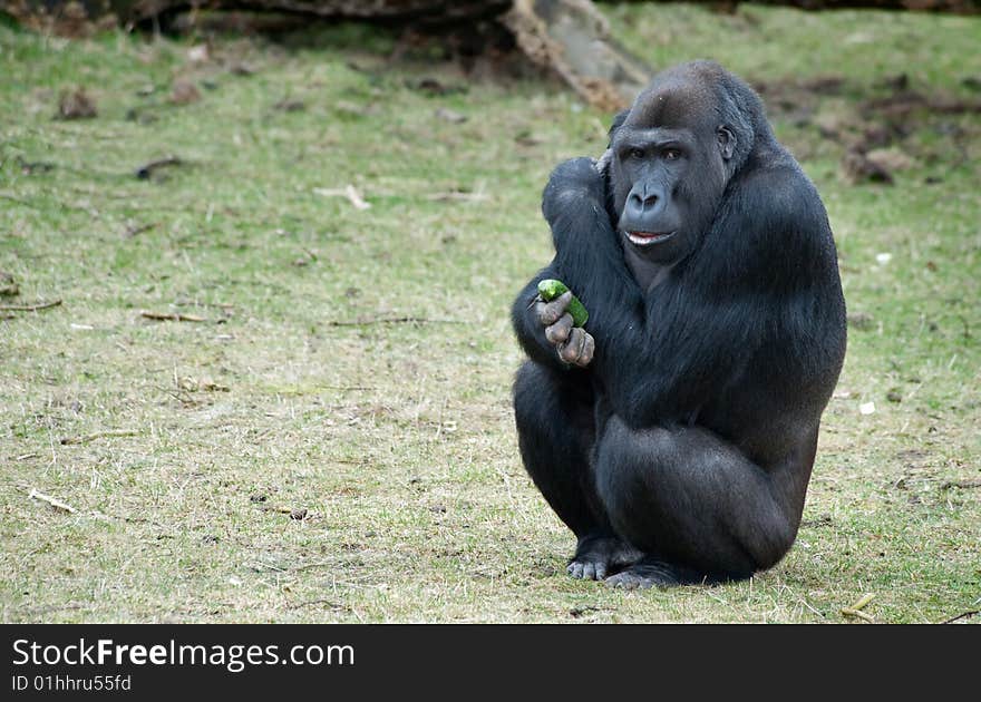 Close up of a big  gorilla