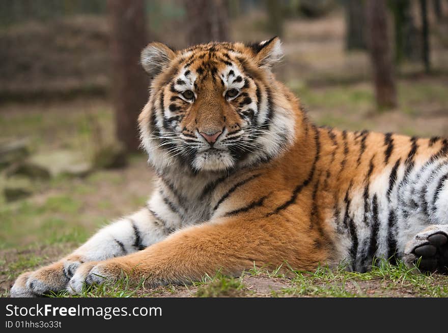 Siberian Tiger Cub