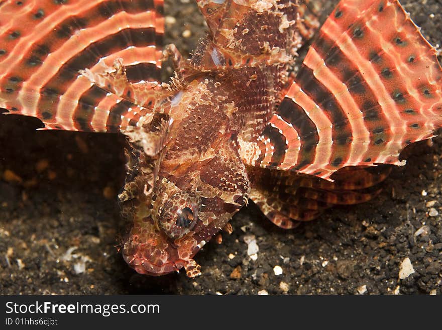 Zebra Lionfish (Dendrochirus zebra) hovering over anemone