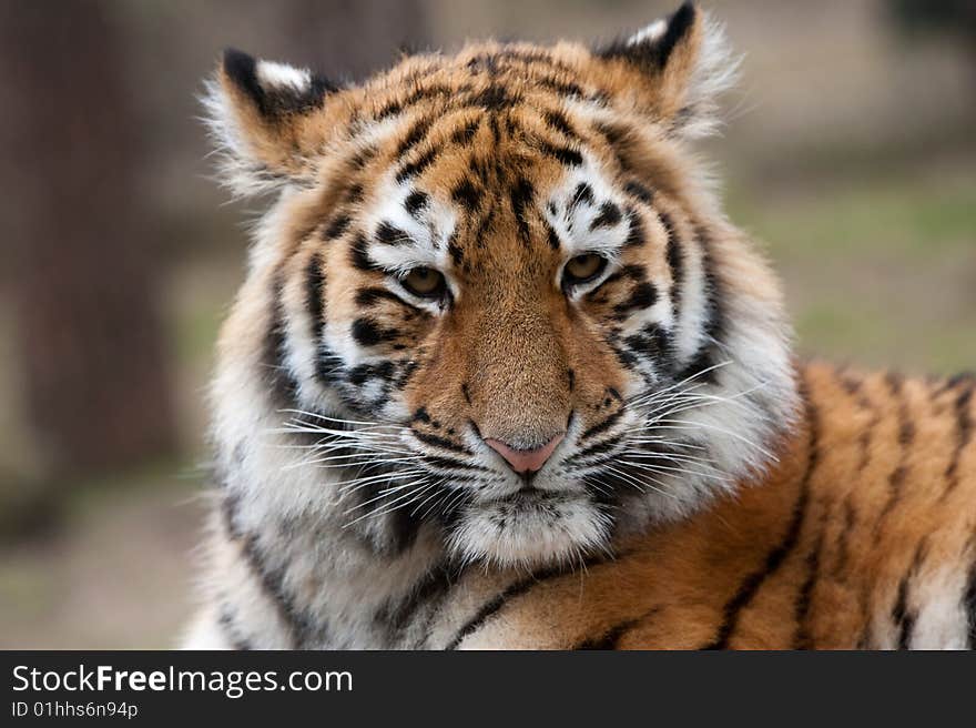 Siberian Tiger Cub