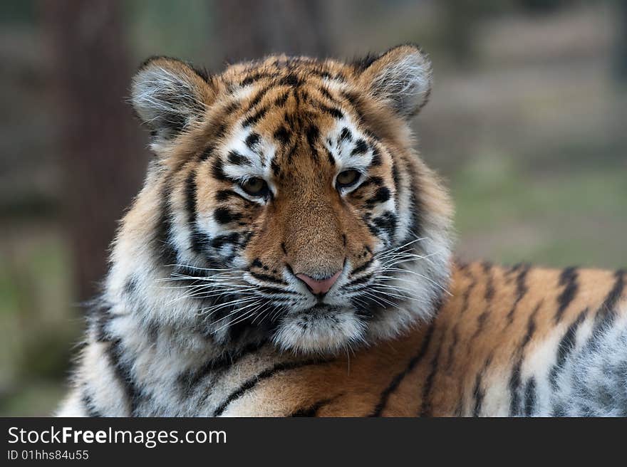 Siberian tiger cub