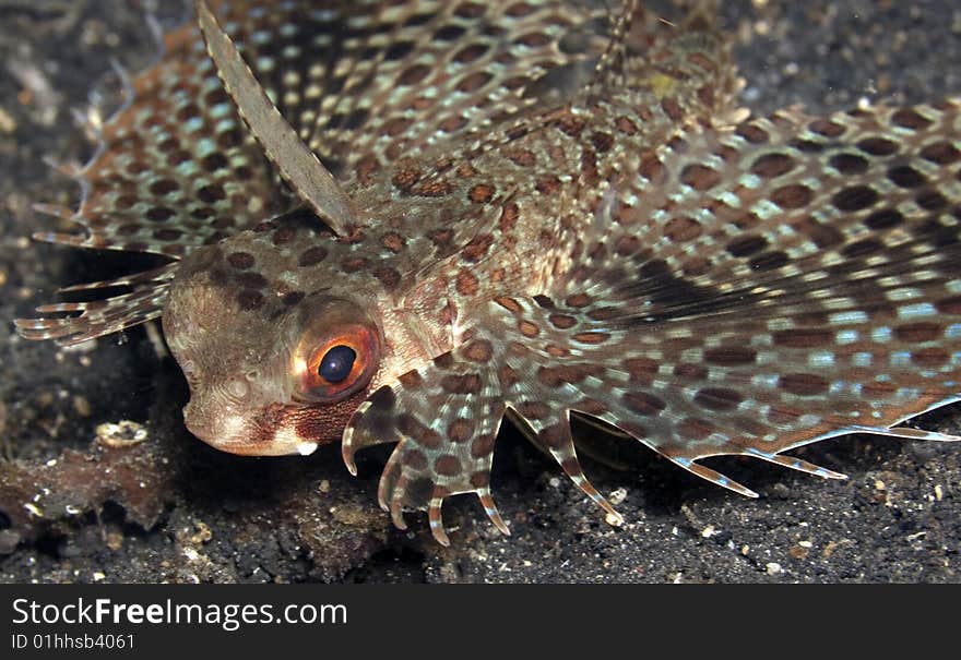 Helmut Gunard, Dactloptena orientalis with mouth open on sandy bottom