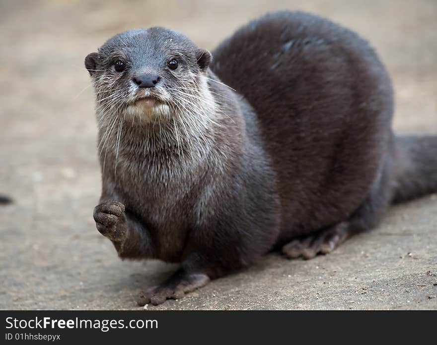 Oriental Small-clawed Otter