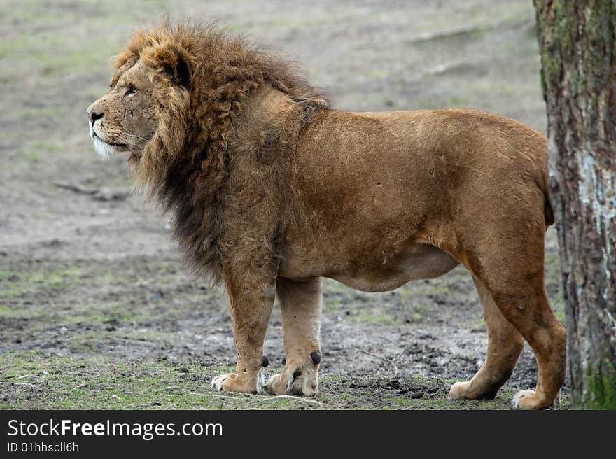 Closeup of a big african male lion