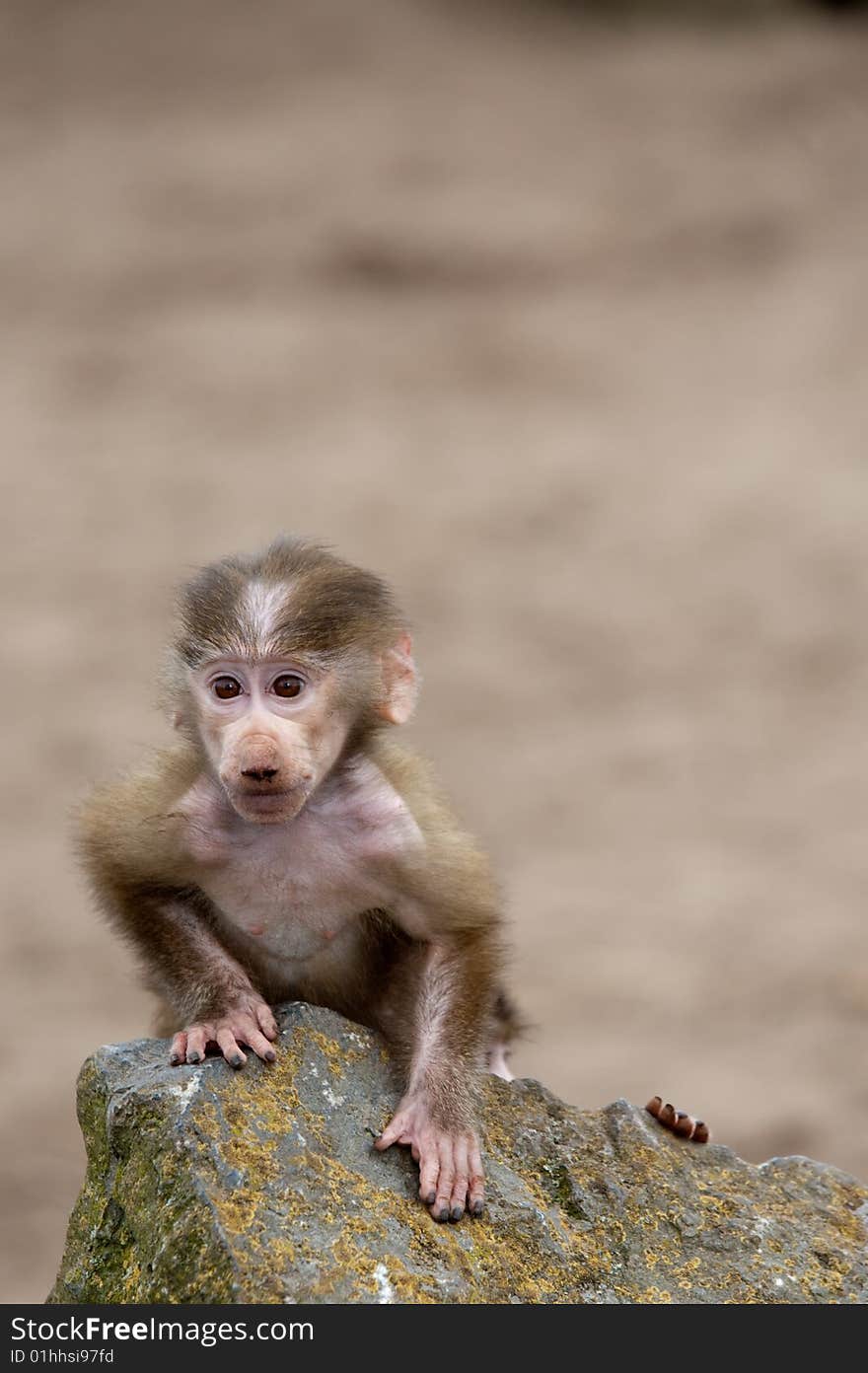 Cute baby Hamadryas Baboon