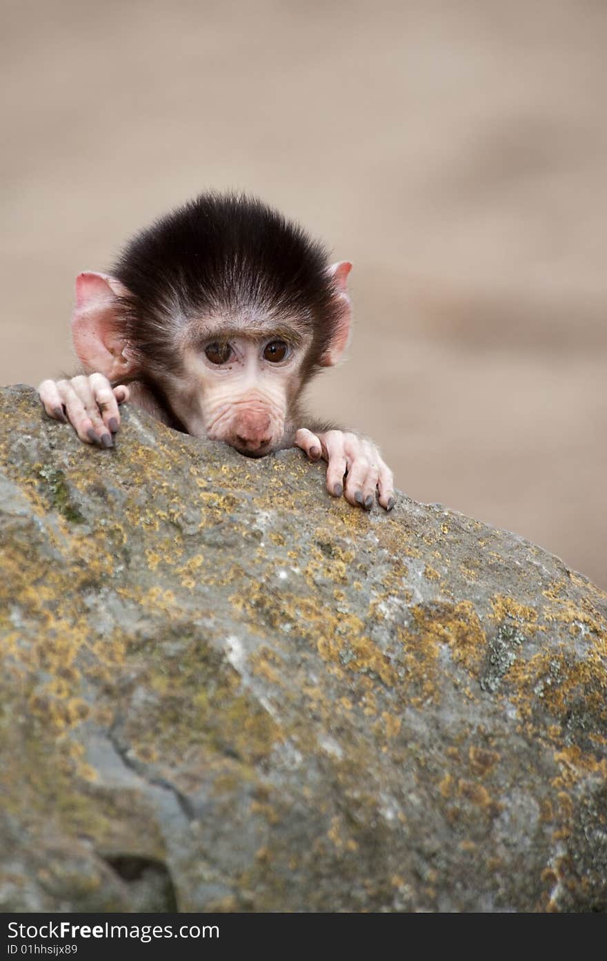 Cute Baby Hamadryas Baboon