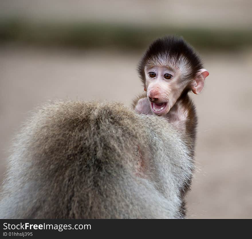 Cute baby Hamadryas Baboon (Papio hamadryas)