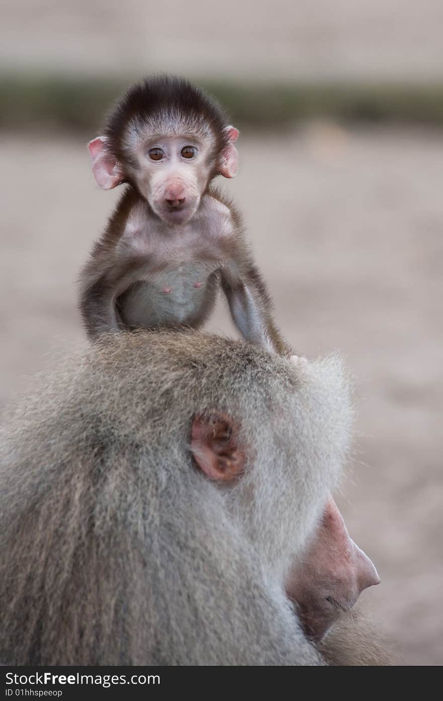 Cute Baby Hamadryas Baboon