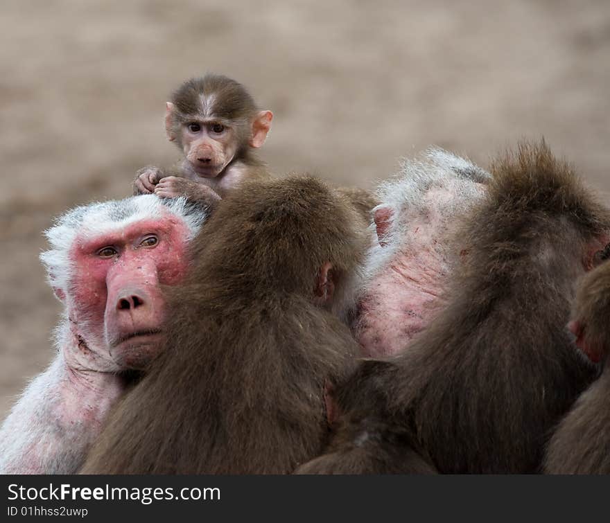 Cute baby Hamadryas Baboon