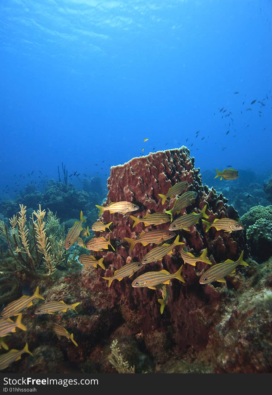 Coral reef on island of Dominica with large sponges