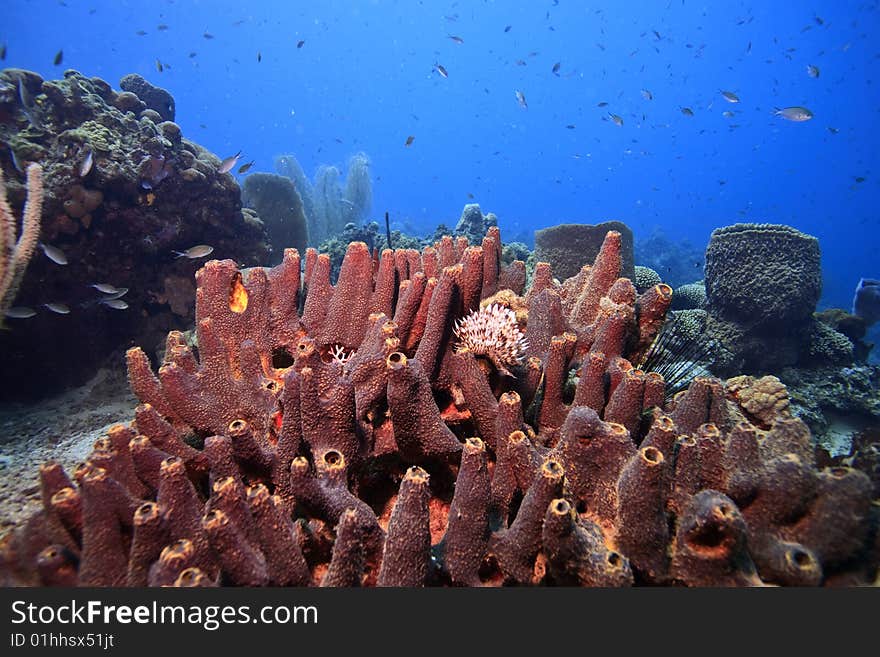 Coral reef on island of Dominica with large sponges