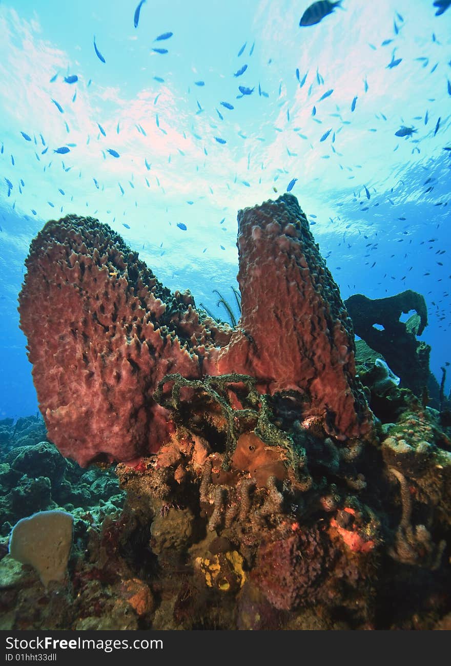 Coral reef on island of Dominica with large sponges