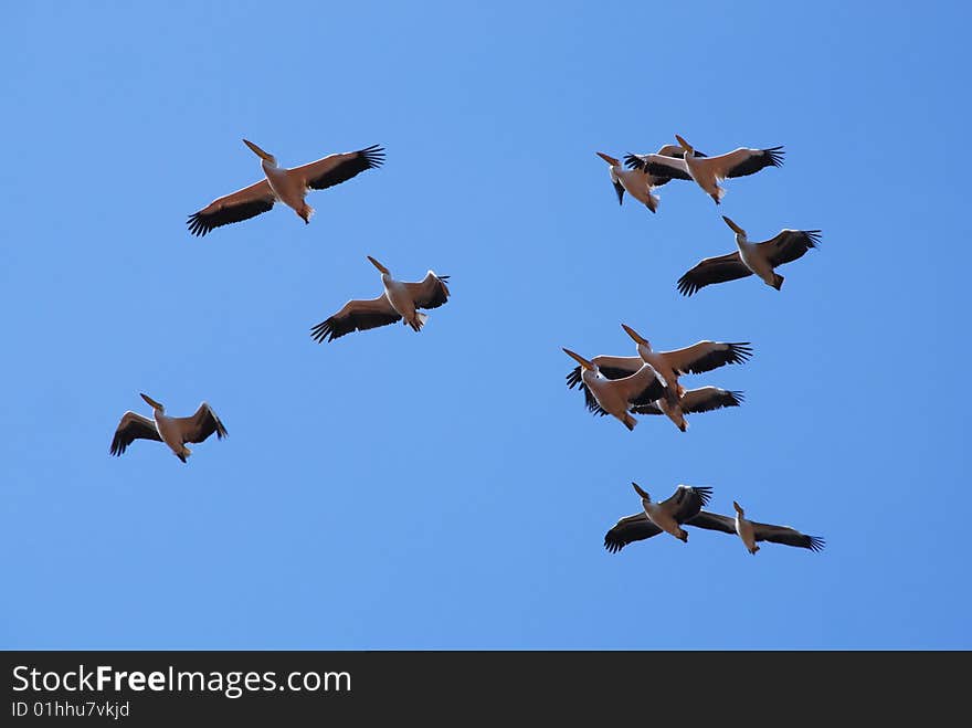 Pelicans soaring on their way to Africa for the winter.