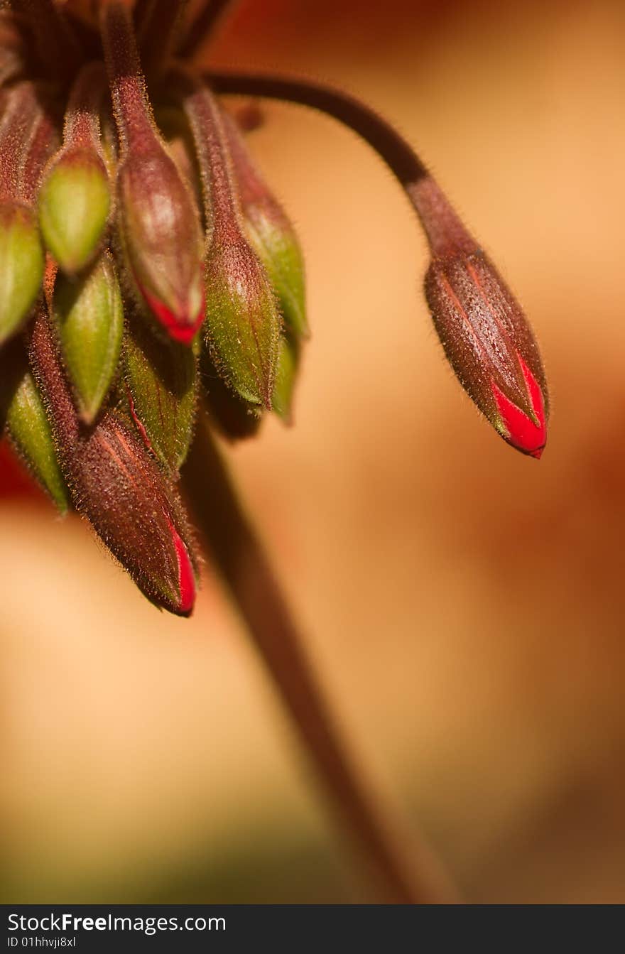 Buds of geranium flower