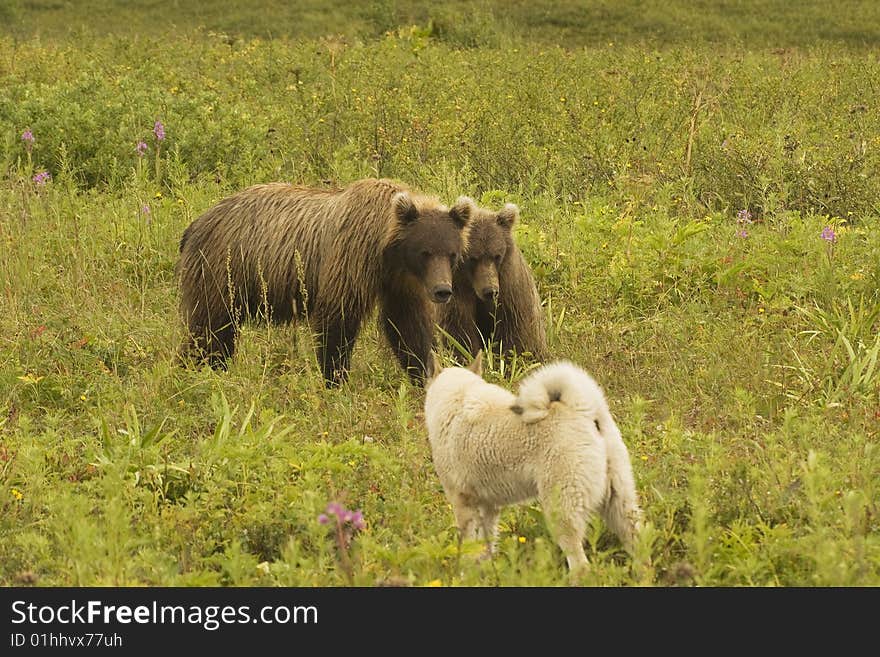 Brown Bear (Ursus Arctos Jeniseensis)