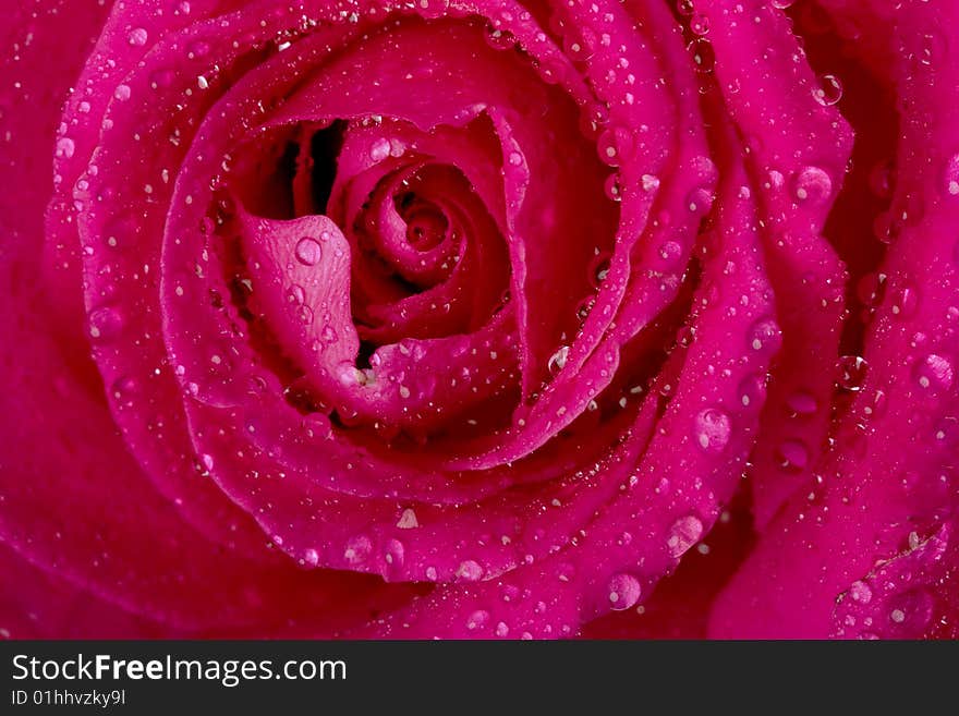 Rose in the splashing water