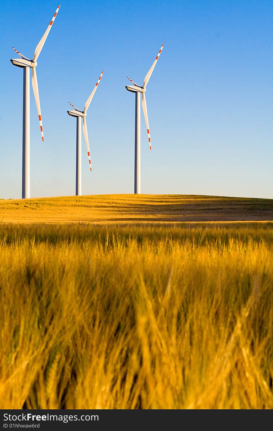 Windmills on grain field