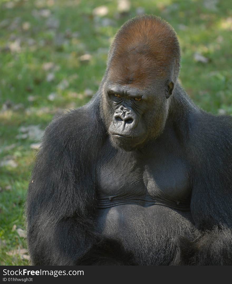 A mature silverback gorilla sitting and thinking. A mature silverback gorilla sitting and thinking.