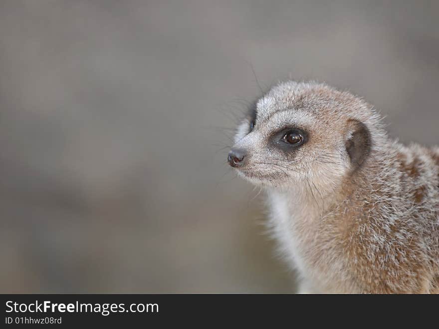 An African meerkat against a smooth grey background. An African meerkat against a smooth grey background.