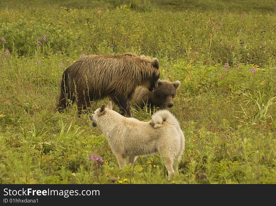 Two bears in a habitat of dwelling, have met a dog. Kamchatka. Two bears in a habitat of dwelling, have met a dog. Kamchatka