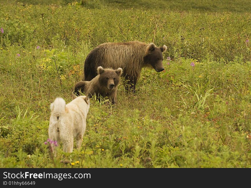 Brown bear (Ursus arctos jeniseensis)