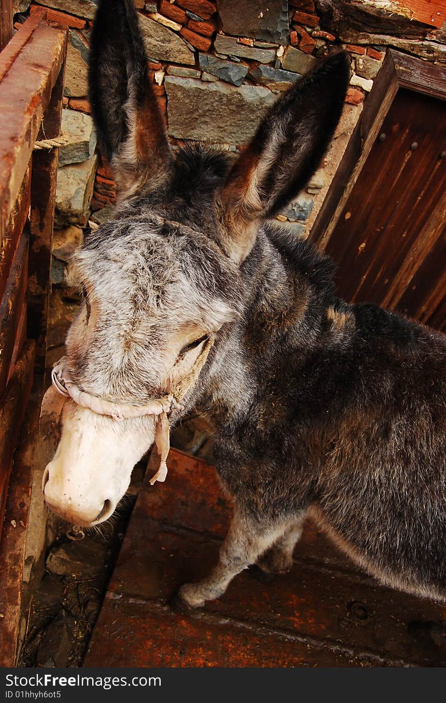 Donkey in the mountain village of Cyprus