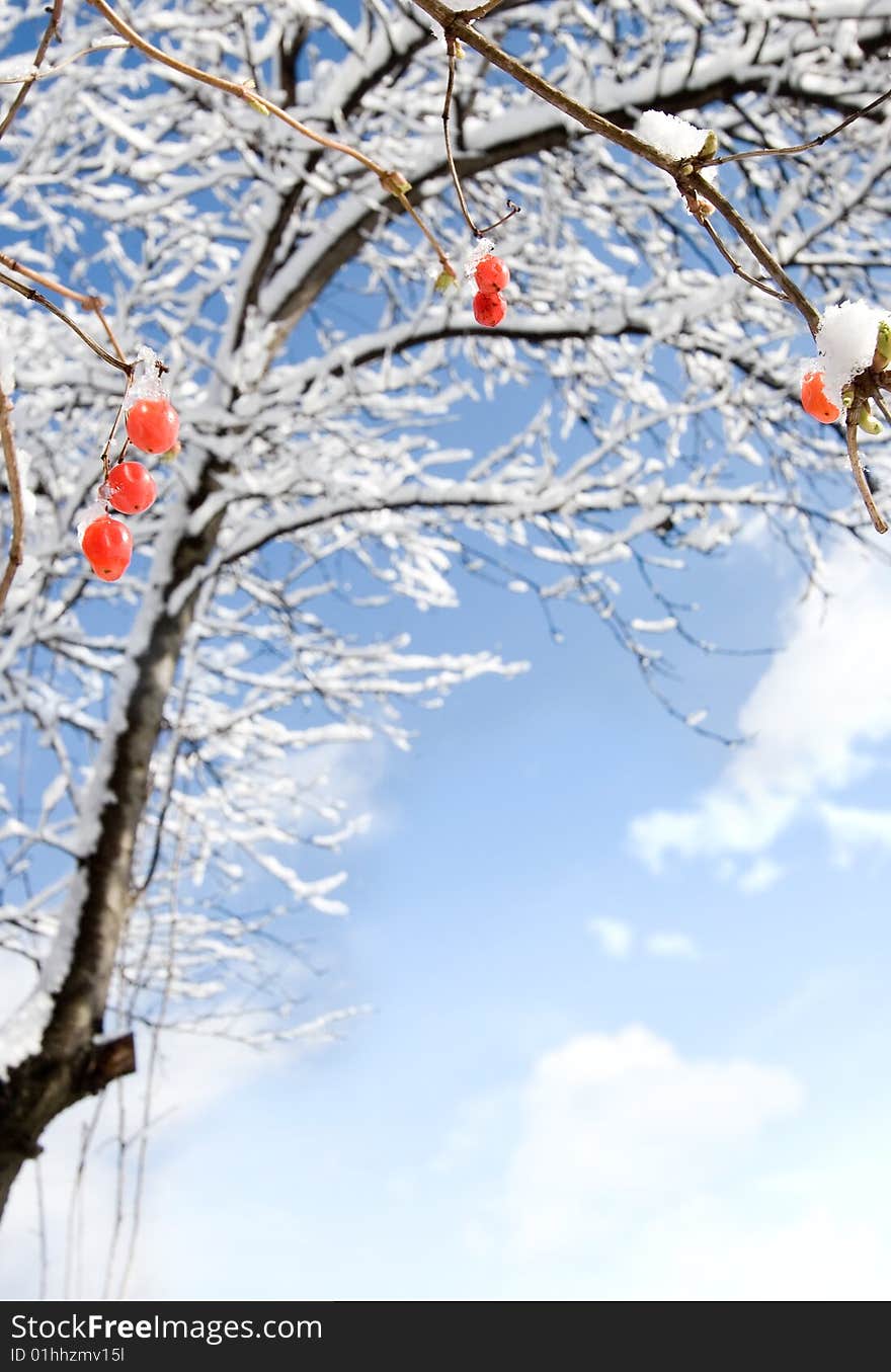 Red Berries With Snow