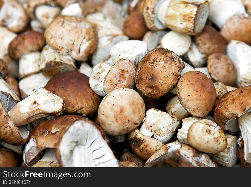 Mushrooms Boletus