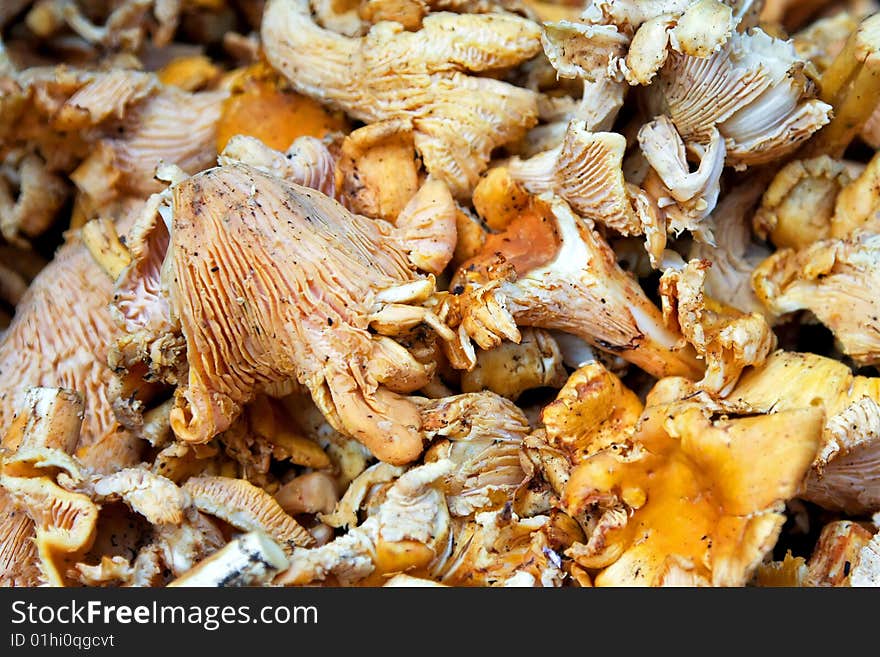 Mushrooms Chanterelles