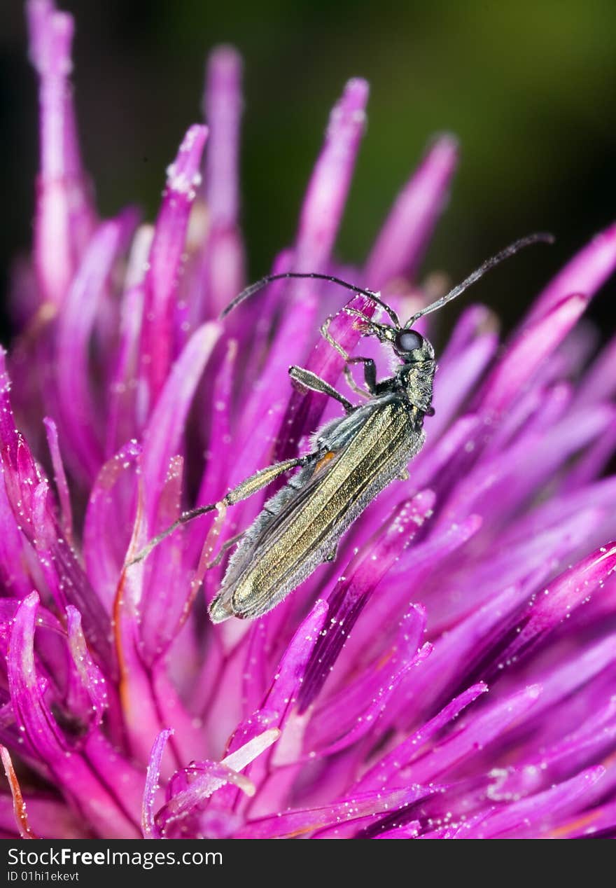 SMall beetle on thistle