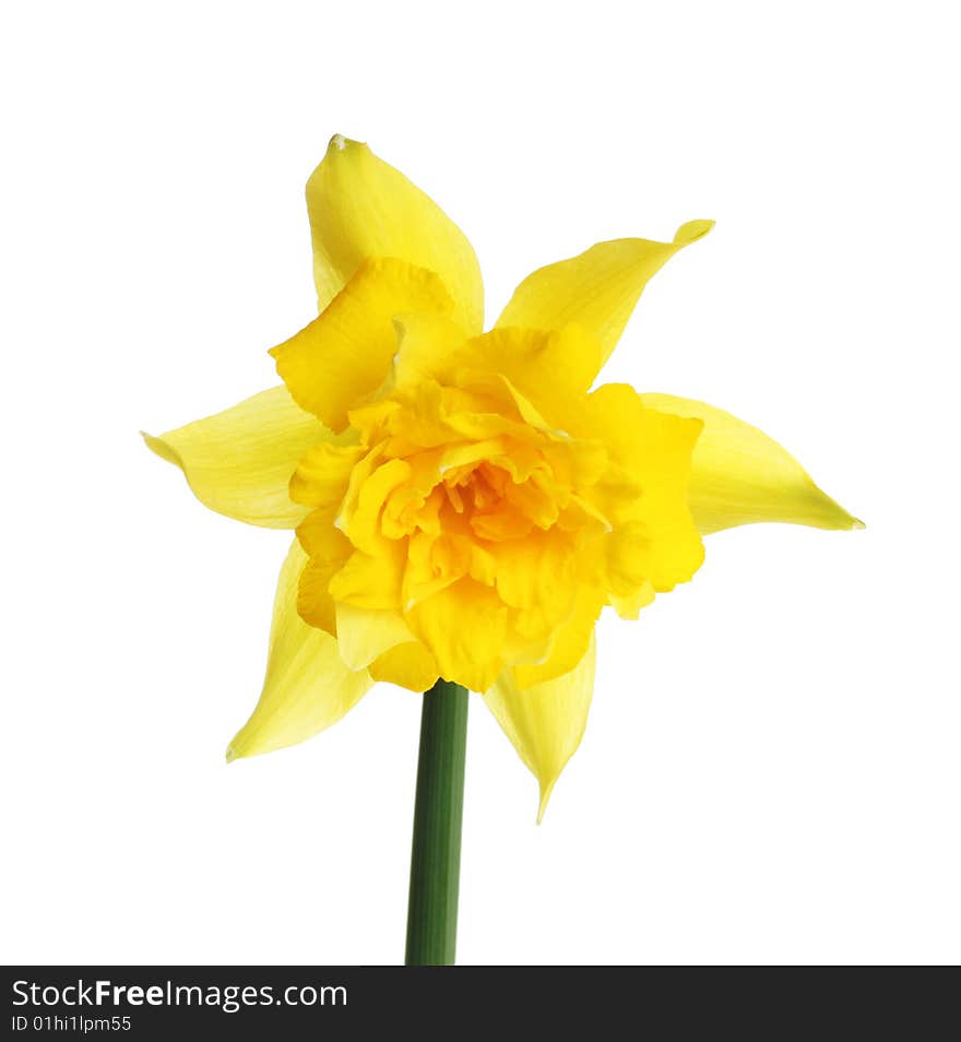 Daffodil