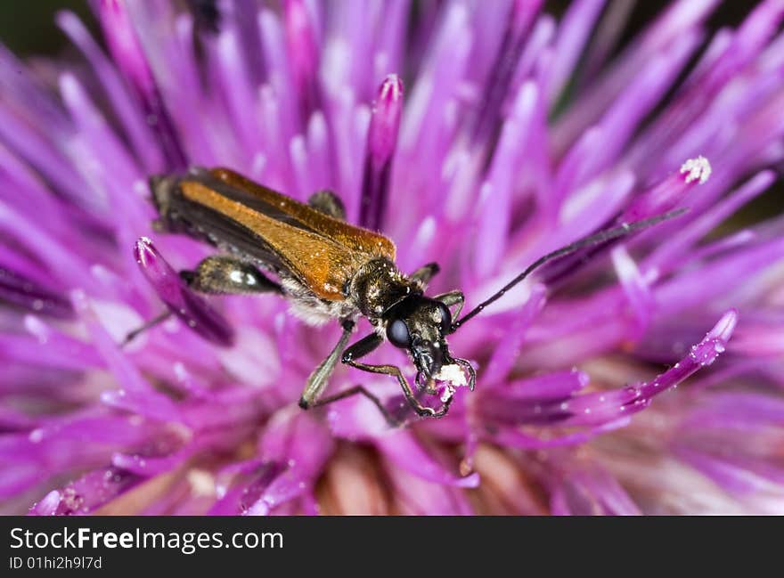 Small beetle is pollingating on a thistle. Small beetle is pollingating on a thistle