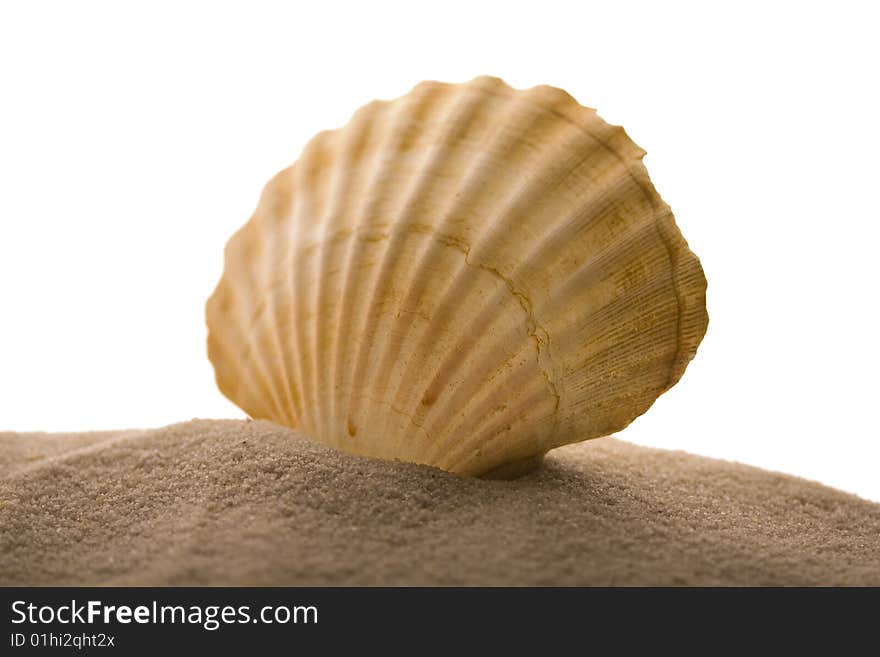 Big shell in grey sand