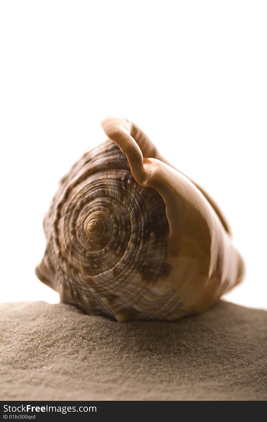 Shell