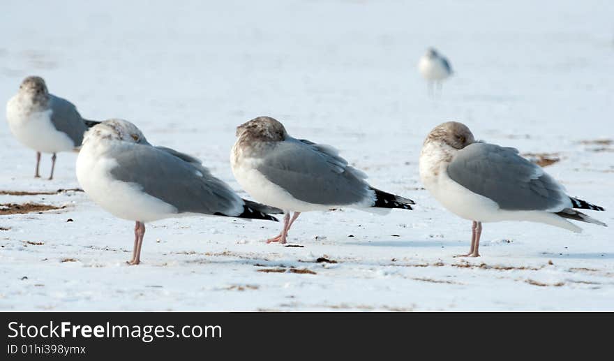 Picture of a birds in winter outside near the ocean. Picture of a birds in winter outside near the ocean