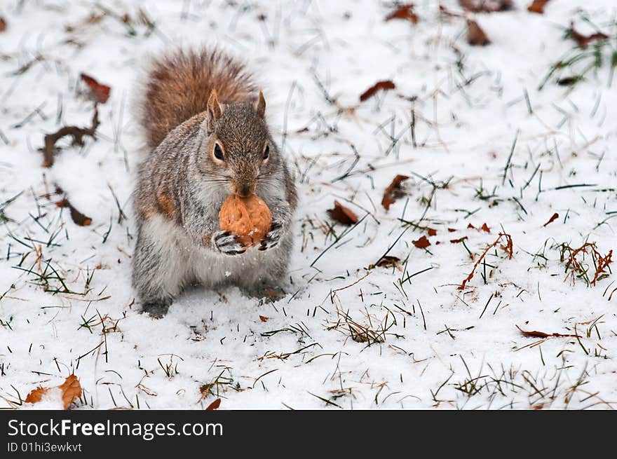 Red Squirrel On White Snow With Walnut