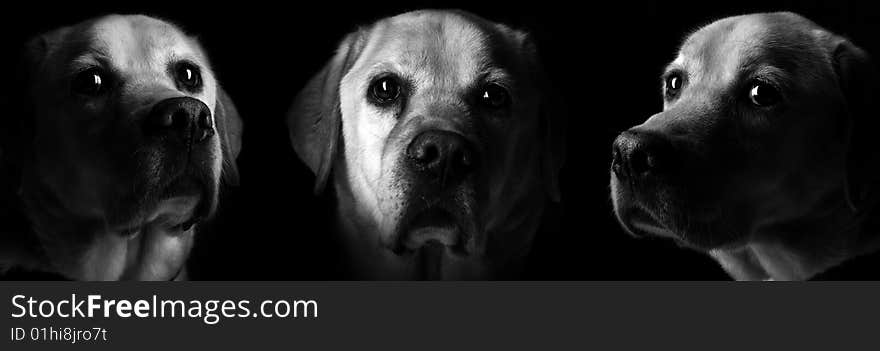 3 portraits of a labrador guide dog