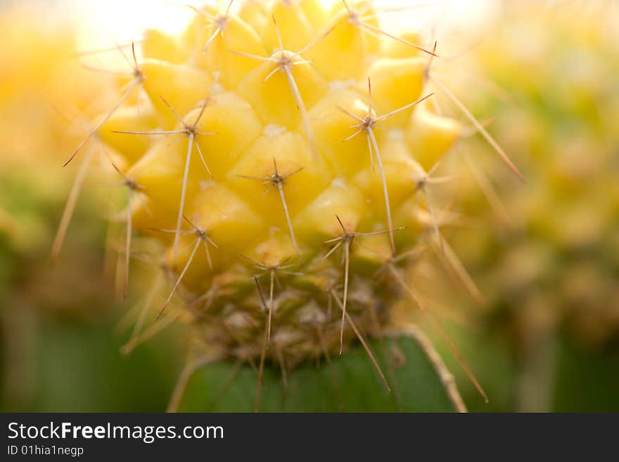 Cactus close up photograph on white background