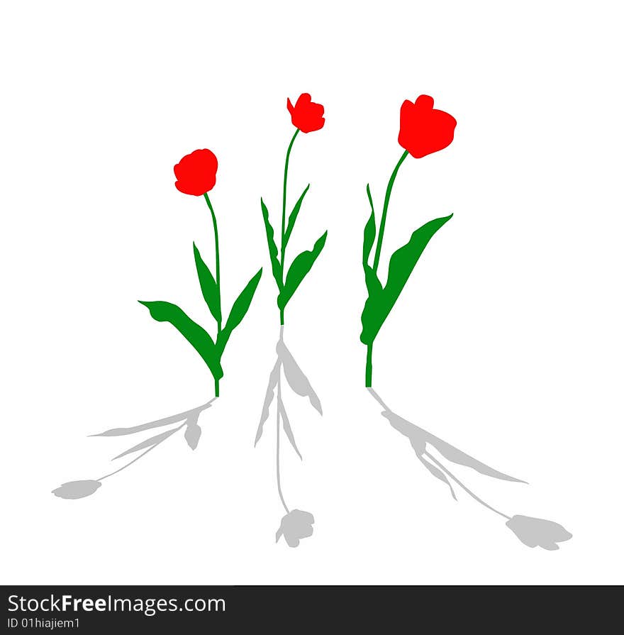 Vector drawing tulip on white background