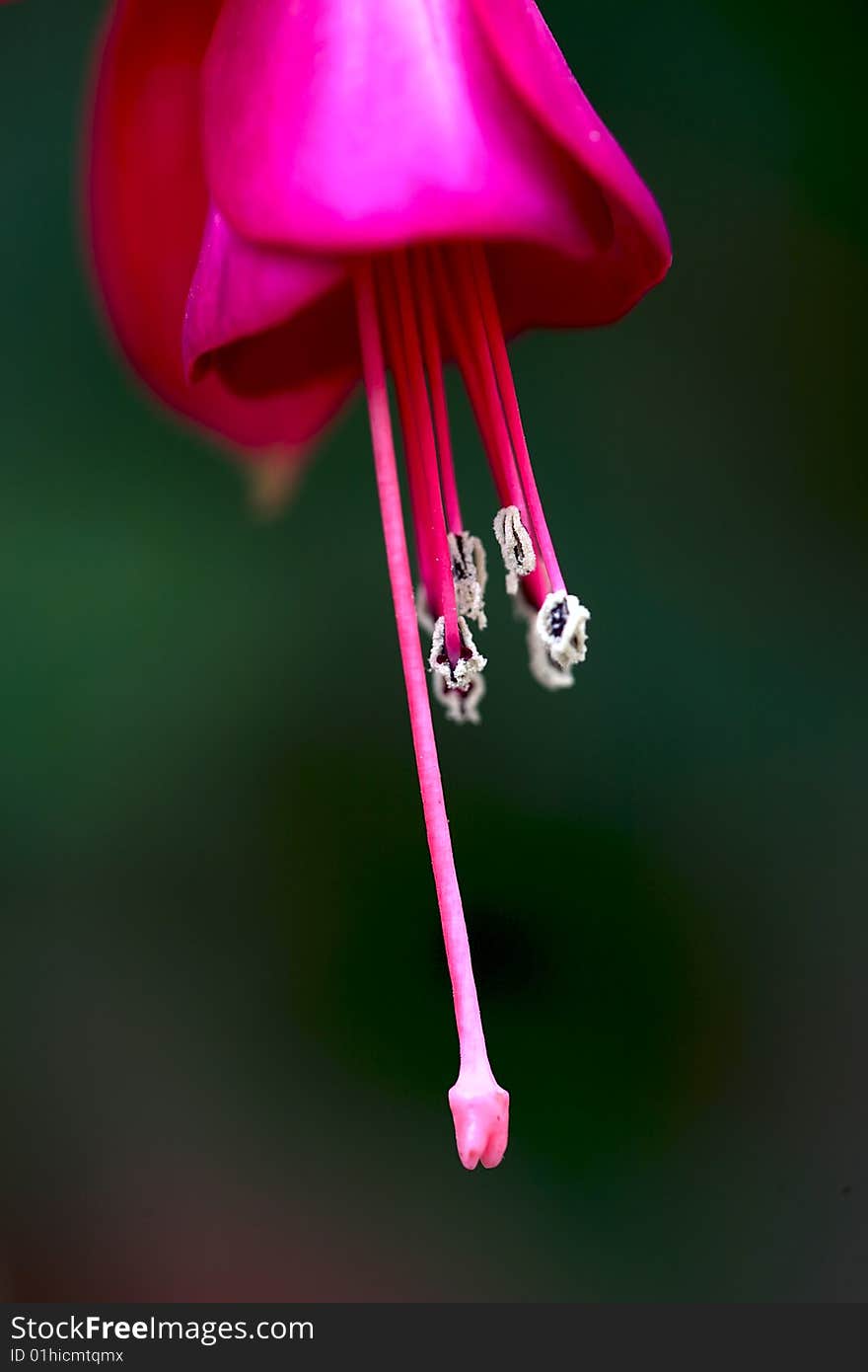 Pink flower with stamen and pollen, against green vegetation background. Pink flower with stamen and pollen, against green vegetation background