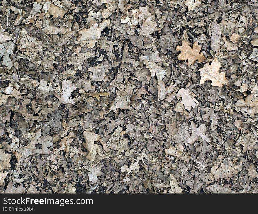 A mass of fallen leaves on country path. A mass of fallen leaves on country path.