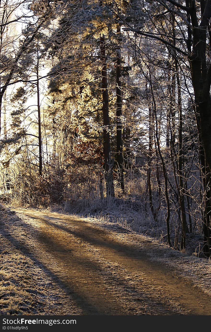 Winter road through forest