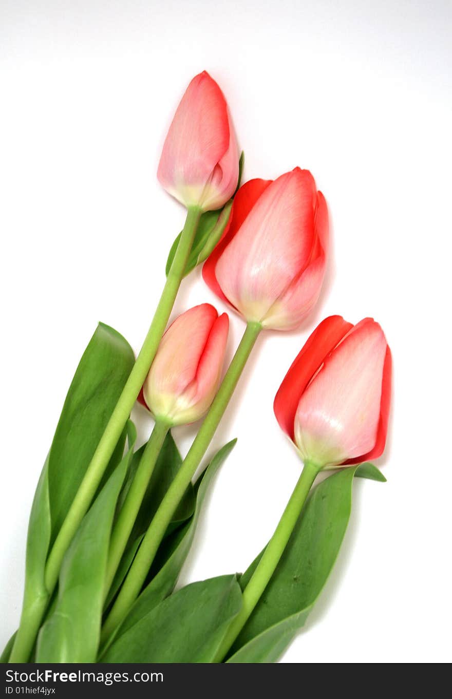 Red Tulips