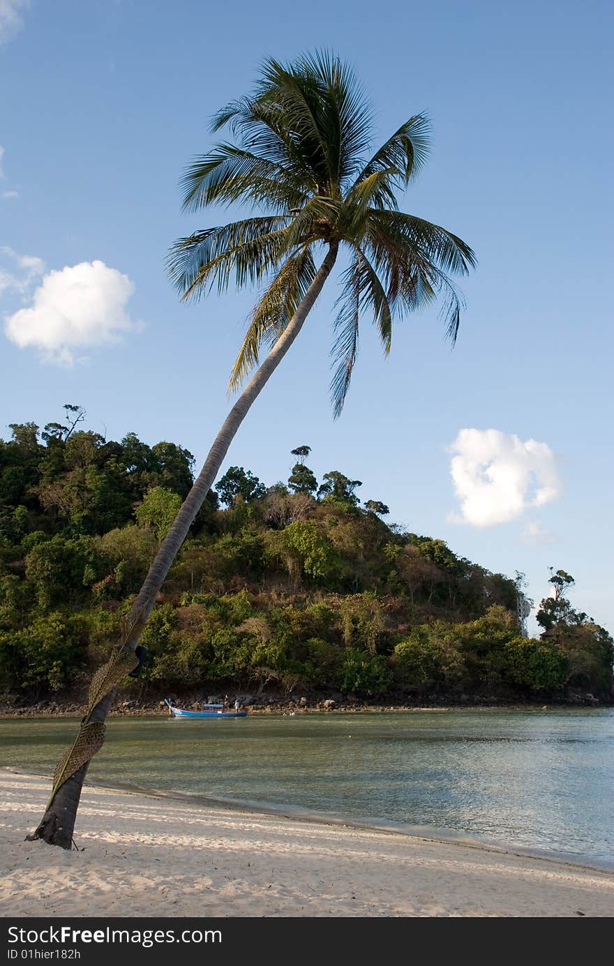 Palm tree on tropical beach